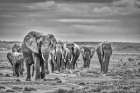 Elephant family train-Amboseli National Park-Africa Art Print